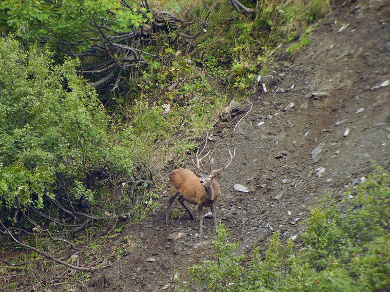 PASSIONE PER IL CERVO